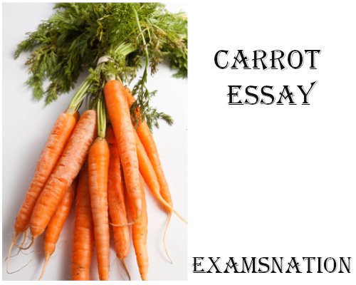 carrot essay