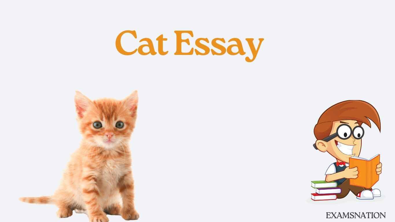 cat essay
