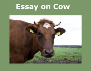 essay on cow