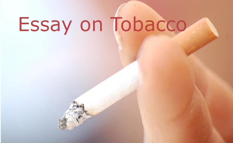 essay on tobacco